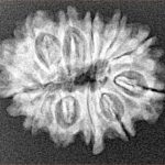 12 Mukhi Rudraksha 24.6mm 3gm - Xray