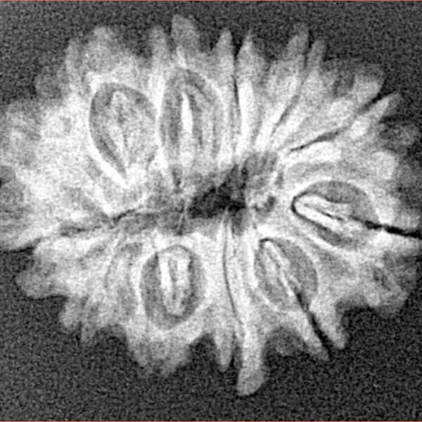 12 Mukhi Rudraksha 24.6mm 3gm - Xray