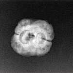 2 Mukhi Rudraksha 22.6mm 2gm - Xray