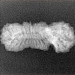 25 Mukhi Gaurishankar 26.3mm 1.63gm - Xray