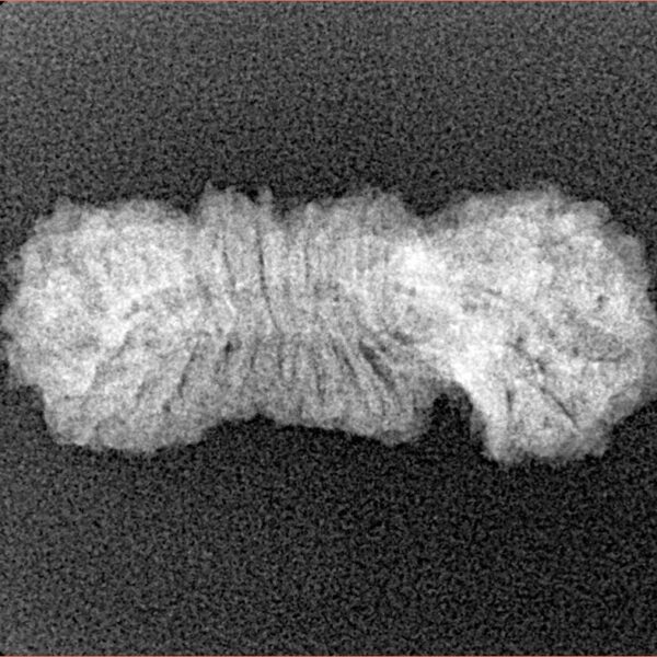 25 Mukhi Gaurishankar 26.3mm 1.63gm - Xray