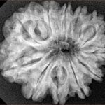 11 Mukhi Rudraksha 27.8mm 5.4gm - Xray
