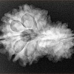 14 Mukhi Garbh Gauri 27.8mm 4.46gm - Xray