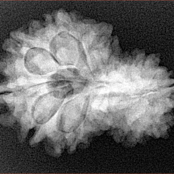 14 Mukhi Garbh Gauri 27.8mm 4.46gm - Xray