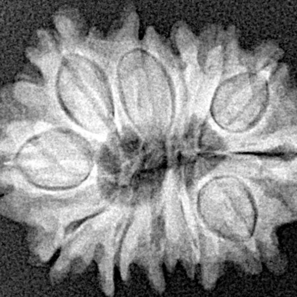 12 Mukhi Rudraksha 23.6mm 2.93gm - Xray