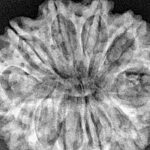 11 Mukhi Rudraksha 32.5mm 6.67gm - Xray