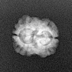 2 Mukhi Rudraksha 17.5mm 1.25gm - Xray