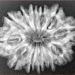 12 Mukhi Rudraksha 27.3mm 3.82gm - Xray