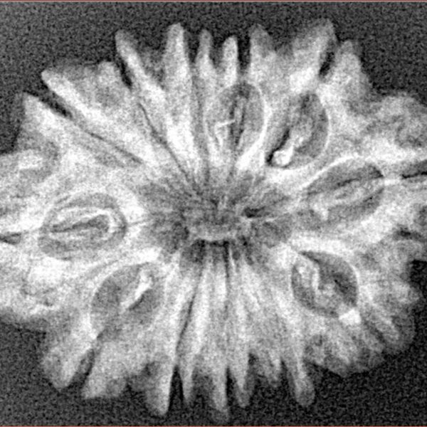 12 Mukhi Rudraksha 27.3mm 3.82gm - Xray