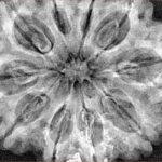 10 Mukhi Rudraksha 33.9mm 7.92gm - Xray