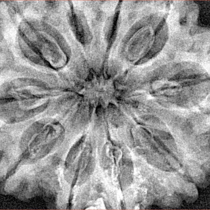 10 Mukhi Rudraksha 33.9mm 7.92gm - Xray