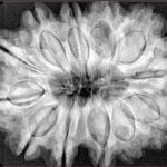 12 Mukhi Rudraksha 33.5mm 7.82gm - Xray