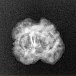 2 Mukhi Rudraksha 20.3mm 1.91gm - Xray