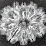 10 Mukhi Rudraksha 28.2mm 4.18gm - Xray