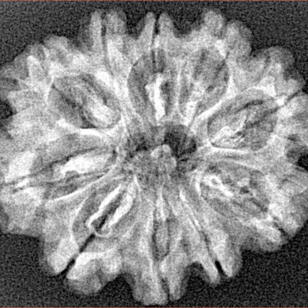 10 Mukhi Rudraksha 28.2mm 4.18gm - Xray