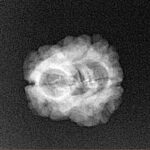 2 Mukhi Rudraksha 24.1mm 1.78gm - Xray