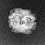 2 Mukhi Rudraksha 17.9mm 1.3gm - Xray