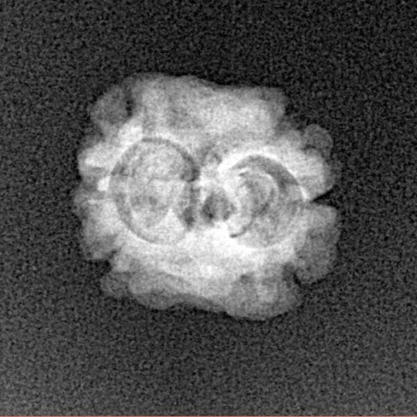 2 Mukhi Rudraksha 17.9mm 1.3gm - Xray