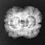2 Mukhi Rudraksha 23.3mm 2gm - Origin: Nepal - Xray