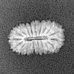 19 Mukhi Rudraksha 14.2mm 0.48gm - Xray