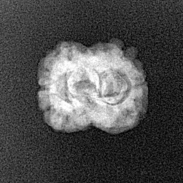 2 Mukhi Rudraksha 19.4mm 1.44gm - Xray