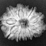 11 Mukhi Rudraksha 23.6mm 3.12gm - Xray