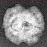 2 Mukhi Rudraksha 16.1mm 1.48gm - Xray