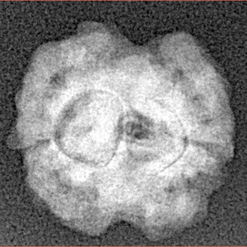 2 Mukhi Rudraksha 16.1mm 1.48gm - Xray