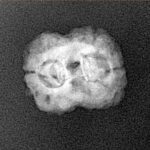 2 Mukhi Rudraksha 21.9mm 1.7gm - Xray