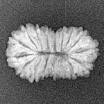 16 Mukhi Rudraksha 19.4mm 1.2gm - Xray