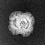 2 Mukhi Rudraksha 19.8mm 1.51gm - Xray