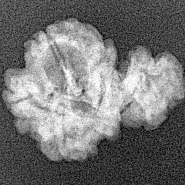 Sawar/Ganesh (3+1) 21.4mm 1.72gm - Xray