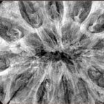 12 Mukhi Rudraksha 44.2mm 12.37gm - Xray