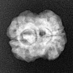 2 Mukhi Rudraksha 20.1mm 2.3gm - Xray