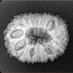 16 Mukhi Rudraksha 23mm 3.09gm - Xray