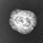 2 Mukhi Rudraksha 22.1mm 1.81gm - Xray