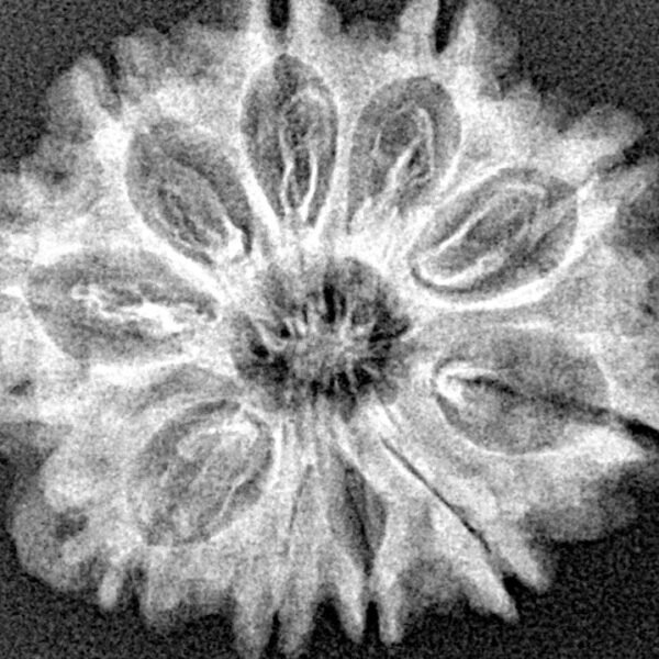 10 Mukhi Rudraksha 26.5mm 3.68gm - Xray