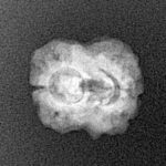 2 Mukhi Rudraksha 19mm 1.29gm - Xray