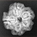 1MK(Underdeveloped) 23mm 4.15gm - Xray