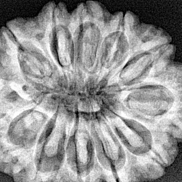 12 Mukhi Rudraksha 31.5mm 7gm - Xray