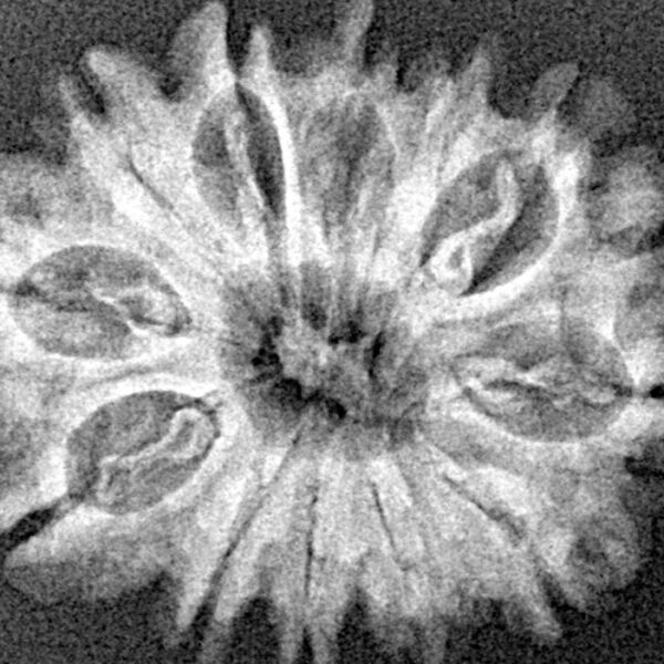 12 Mukhi Rudraksha 27.1mm 3.63gm - Xray