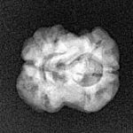 2 Mukhi Rudraksha 21.1mm 1.72gm - Xray