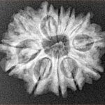 12 Mukhi Rudraksha 24.2mm 3.61gm - Xray