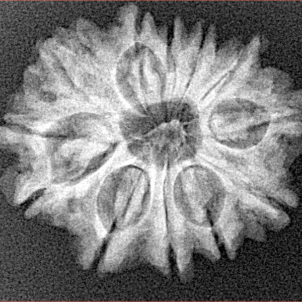 12 Mukhi Rudraksha 24.2mm 3.61gm - Xray