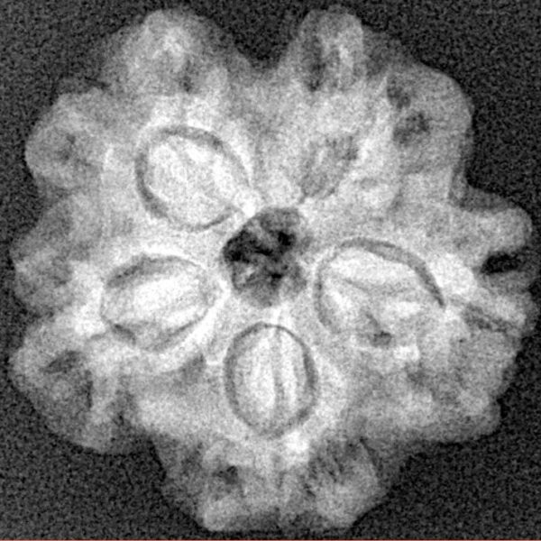 1MK(Underdeveloped) 23.3mm 3.89gm - Xray