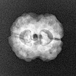 2 Mukhi Rudraksha 20mm 2.26gm - Xray