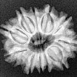 11 Mukhi Rudraksha 24.8mm 3.67gm - Xray