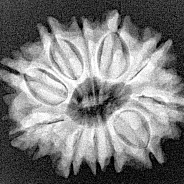 11 Mukhi Rudraksha 24.8mm 3.67gm - Xray