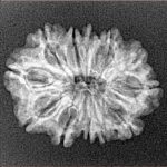 12 Mukhi Rudraksha 24.1mm 2.14gm - Xray