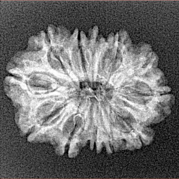 12 Mukhi Rudraksha 24.1mm 2.14gm - Xray